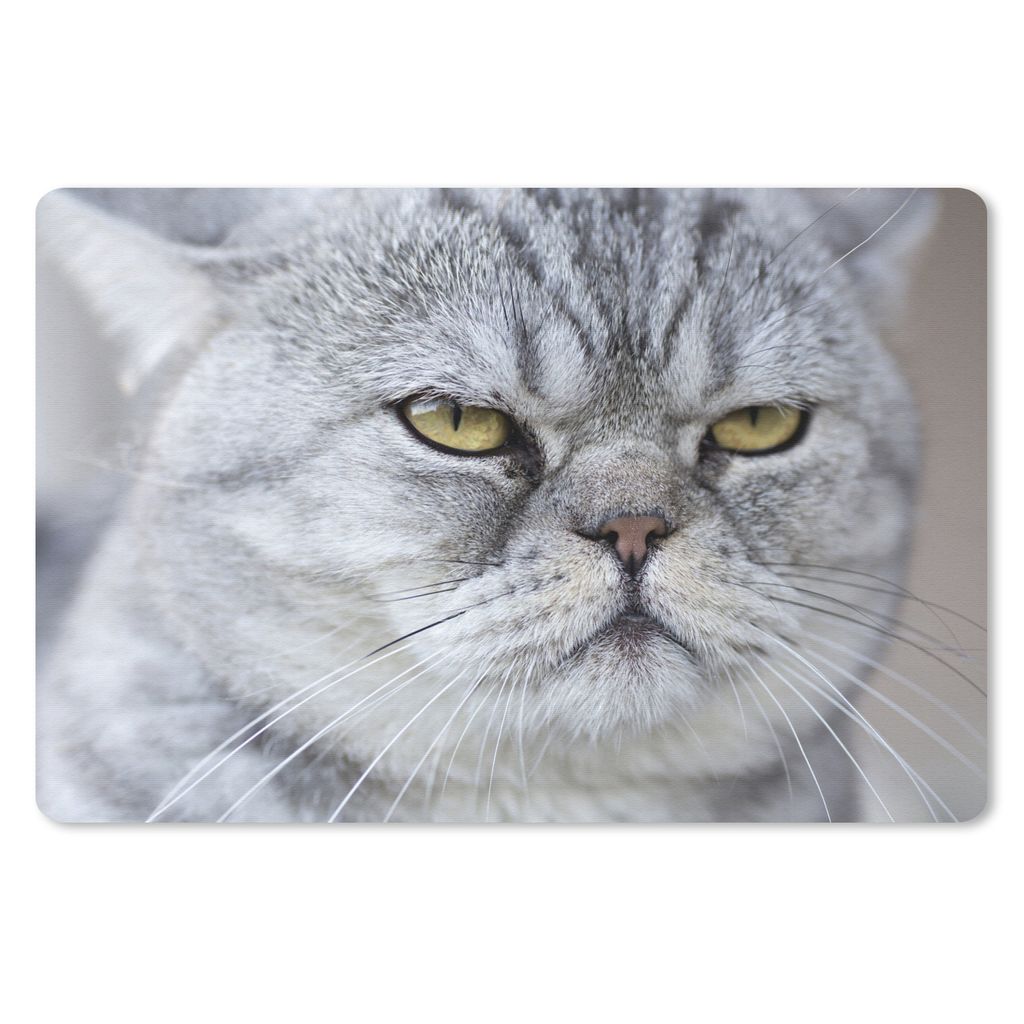 MuchoWow® Schreibtischunterlage Tier - Katze - Grau 60x40 Produktbild 