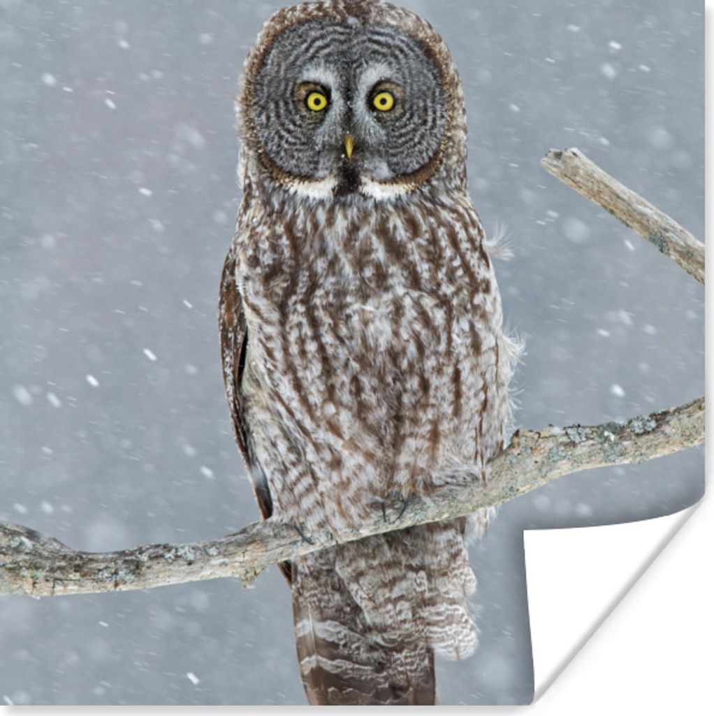 MuchoWow Poster Eule im Schnee 30x30 cm - Wandposter - Printing