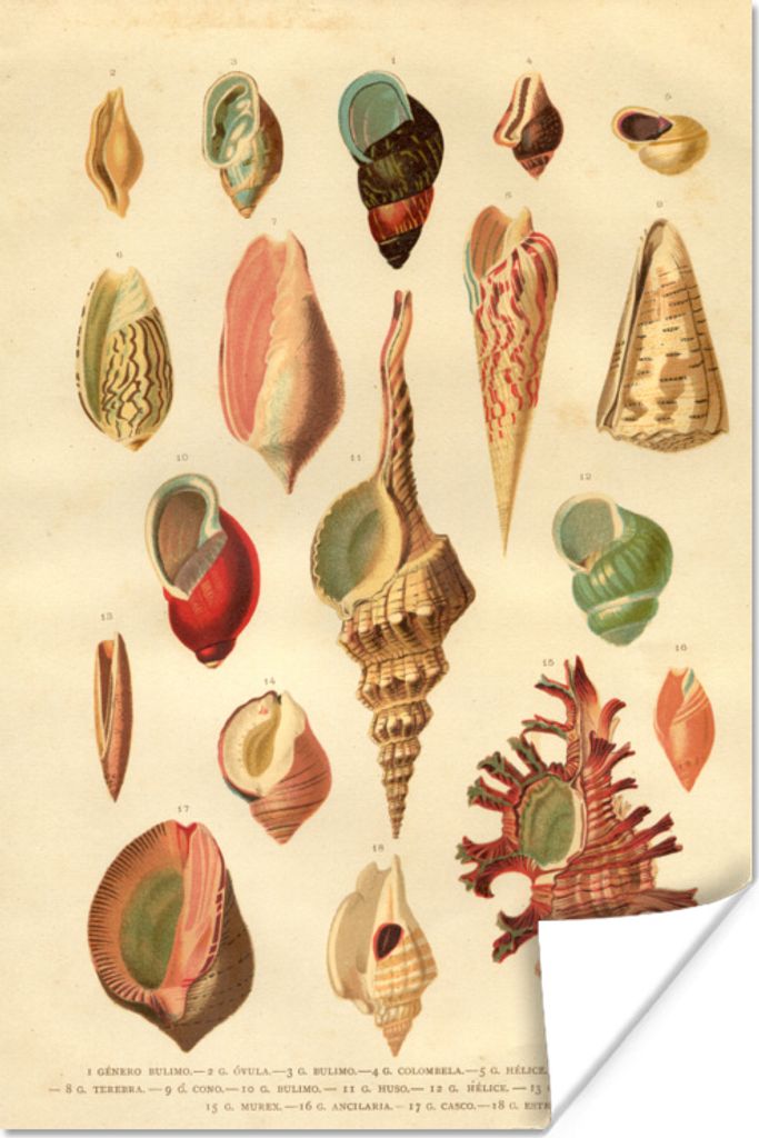 MuchoWow Poster Muscheln - Vintage - Zeichnung 20x30 cm - Papierdruck