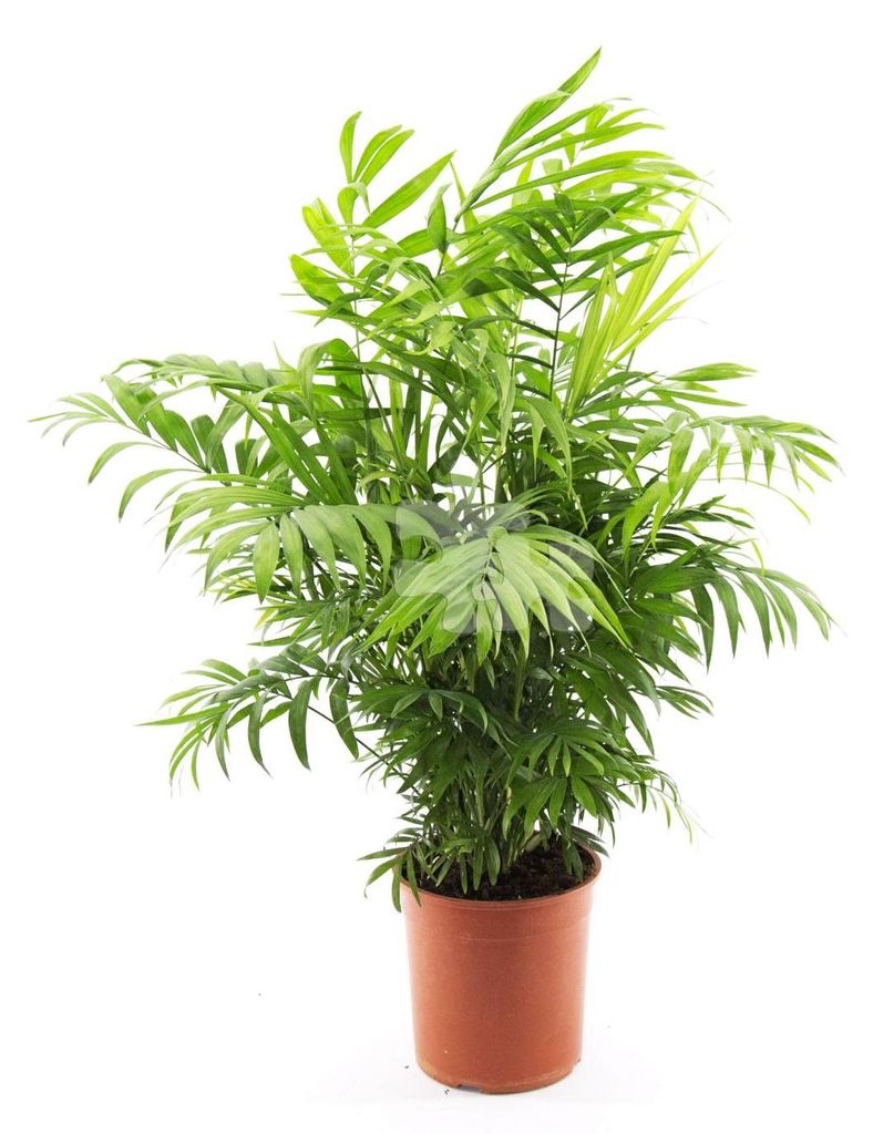 Bergpalme 60 cm Chamaedorea elegans Zimmerpflanze