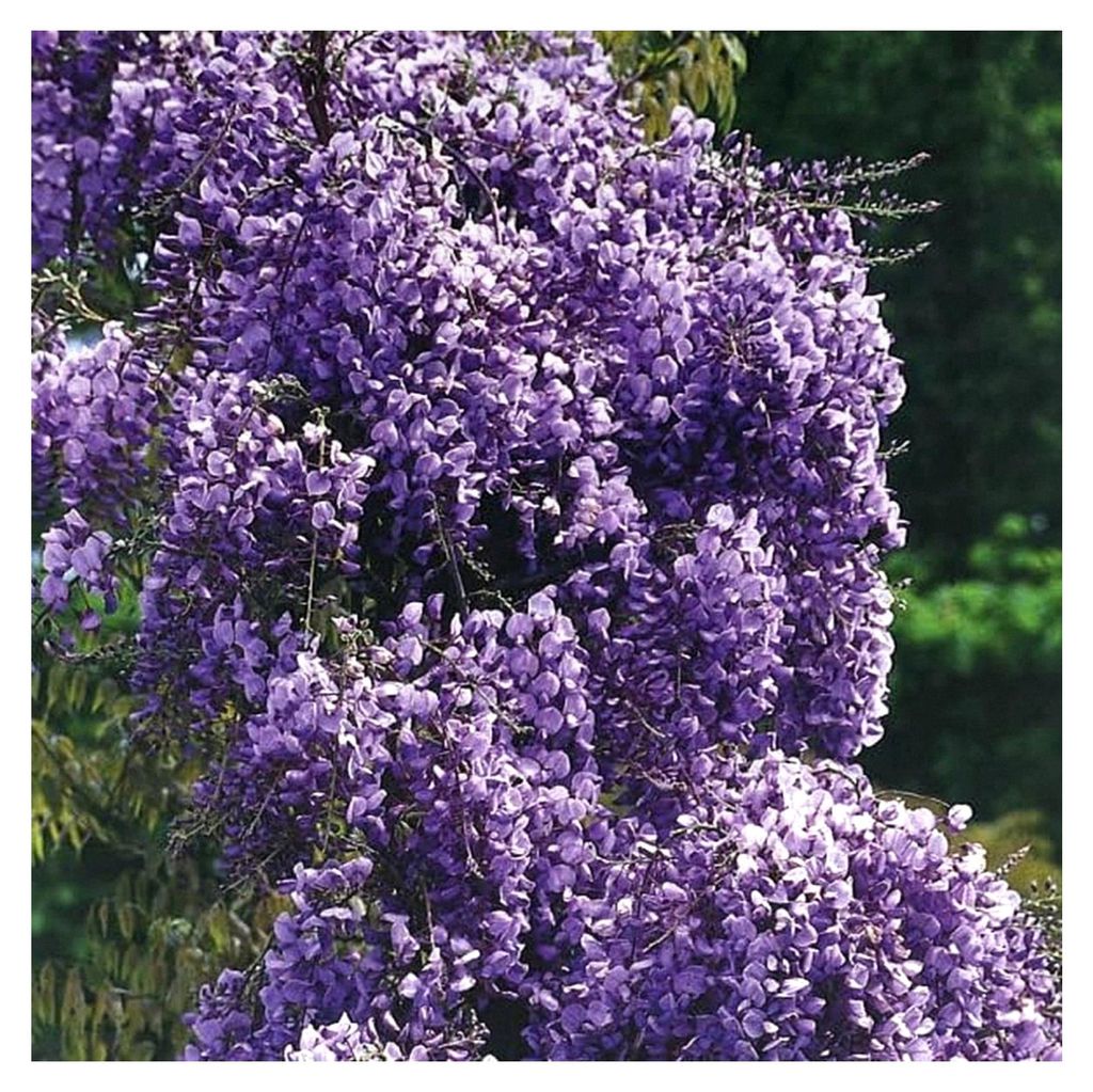 Wisteria blühend Violacea Plena 2L Pflanze für Gartenliebhaber - Ideal für Kleingarten und Garten - Attraktive Pflanze mit besonderen Blüten - ...
