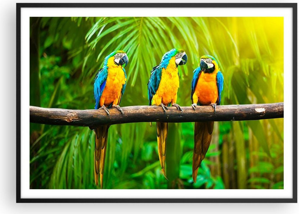 Gerahmtes Poster - Schwarzer Rahmen - Papageien Collorful Natur Vögel - 100x70 cm - Wand Bild - Wanddeko - Wandbilder - Wandposter - Bilderrahmen ...