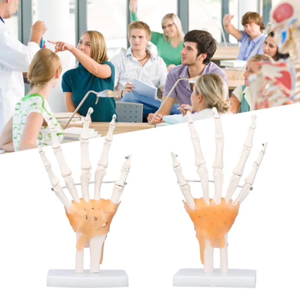 Main en PVC avec articulations mobiles - Taille réelle sur support - 12