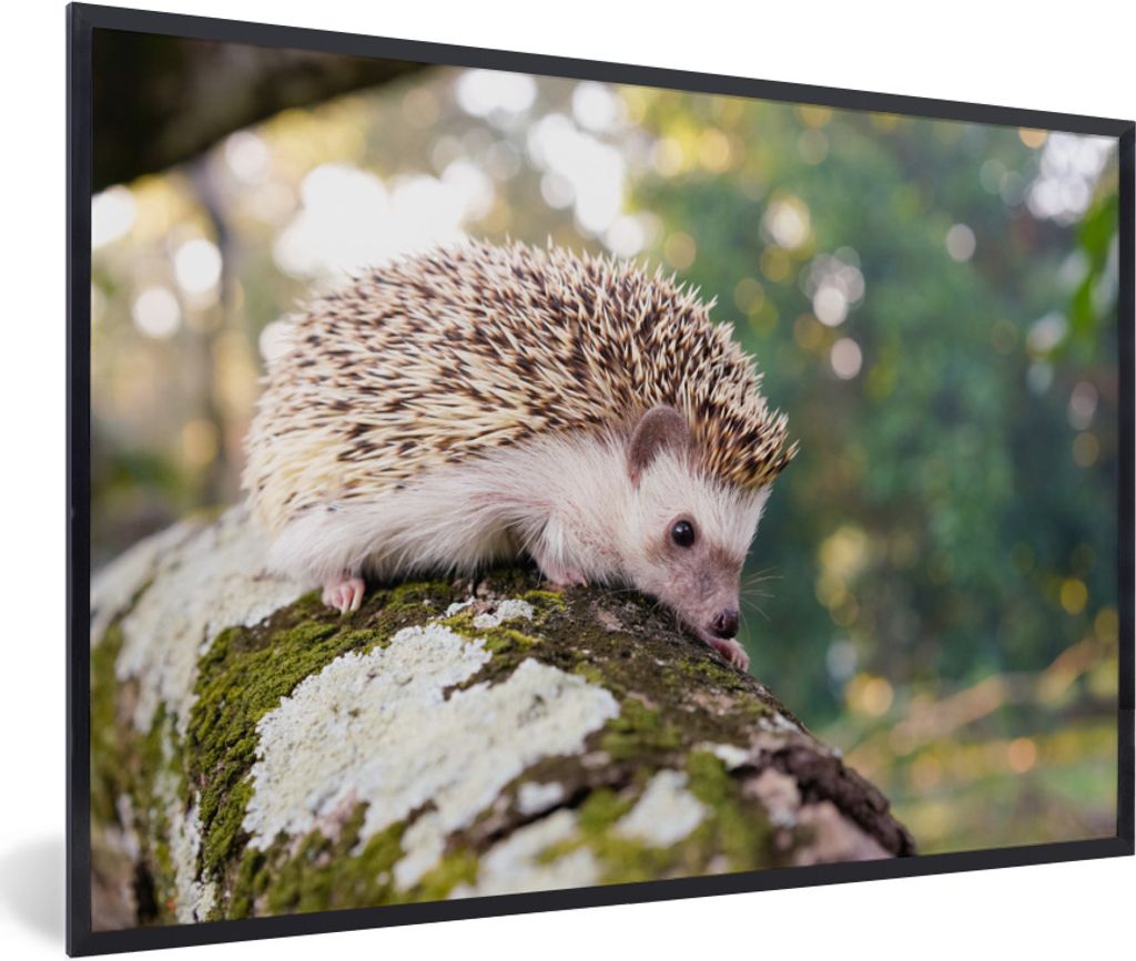 MuchoWow Gerahmtes Poster Schleichender Igel auf einem Ast 60x40 cm - Poster mit Schwarzem Bilderrahmen Wandposter Rahmen Foto Bilder - Printing ...