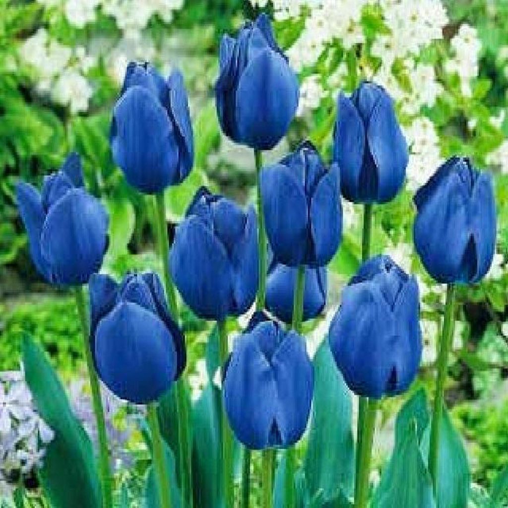 Tulipan Niebieski 10 szt. Tulipany Cebulki Tulipanów Cebule Zdjęcie produktu 