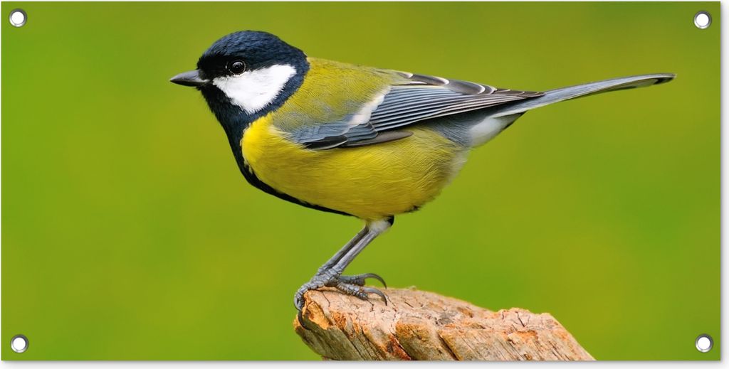 MuchoWow 80x40 cm Outdoor-Poster Gartendeko Sichtschutz Garten Poster für den Garten Vogel - Kohlmeise - Tiere - Grün