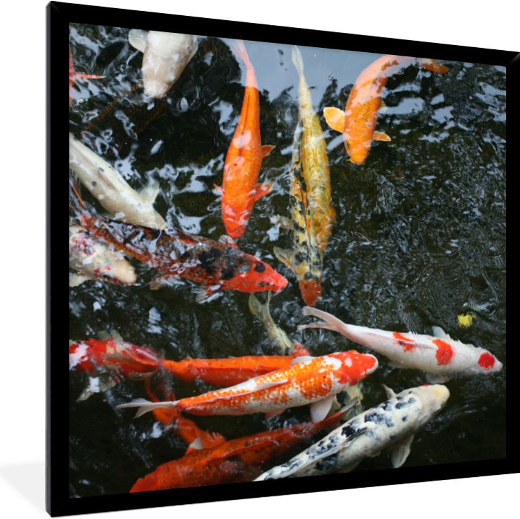 MuchoWow Gerahmtes Poster Eine große Gruppe von Koi Karpfen 40x40 cm - Poster mit Schwarzem Bilderrahmen Wandposter Rahmen Foto Bilder - Mit Rah...