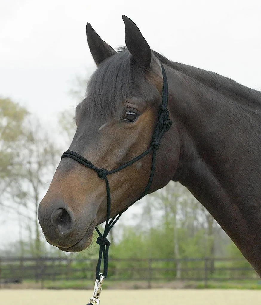 Busse STANDARD Rope Halter - Attrezzatura Professionale Groundwork