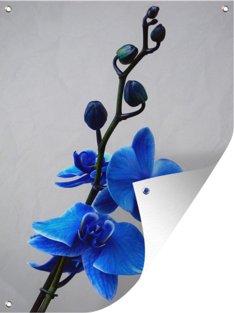MuchoWow 30x40 cm Outdoor-Poster Gartendeko Sichtschutz Garten Poster für den Garten Blaue Orchideen vor einem weißen Hintergrund