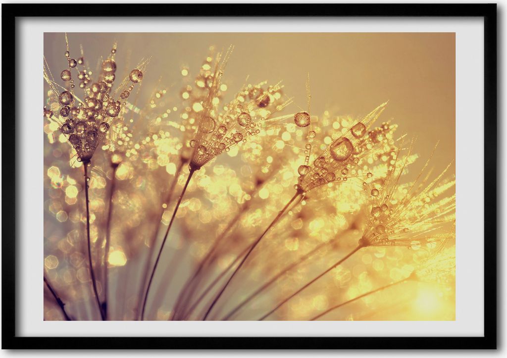 Bild - Bilderrahmen - 100 cm x 70 cm - MDF - Rahmen - Foto - Wandkunst Löwenzahn Samen