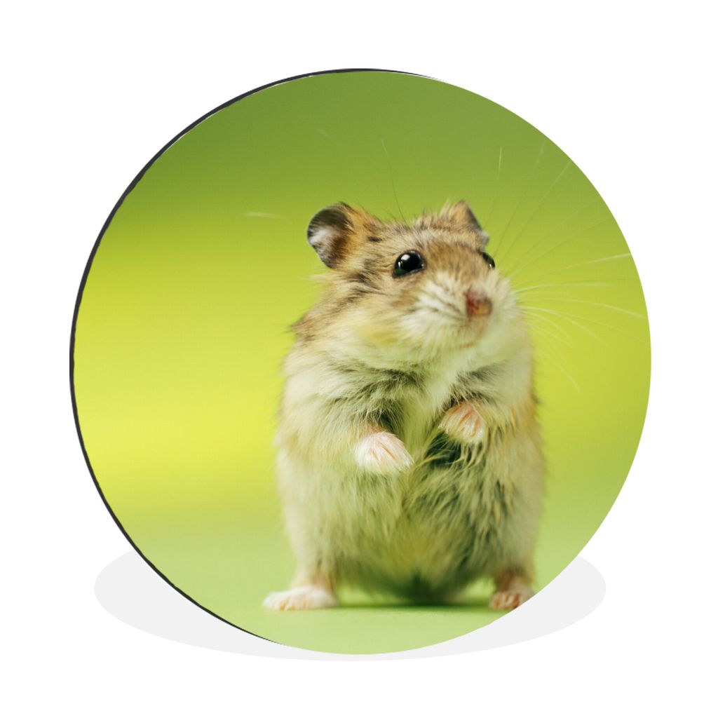 MuchoWow Aluminium Wandkreis Nahaufnahme eines Hamsters vor einem grünen Hintergrund Ø 90 cm Wanddeko Modern Wohnzimmer - Mauerkreis - Wandbild...