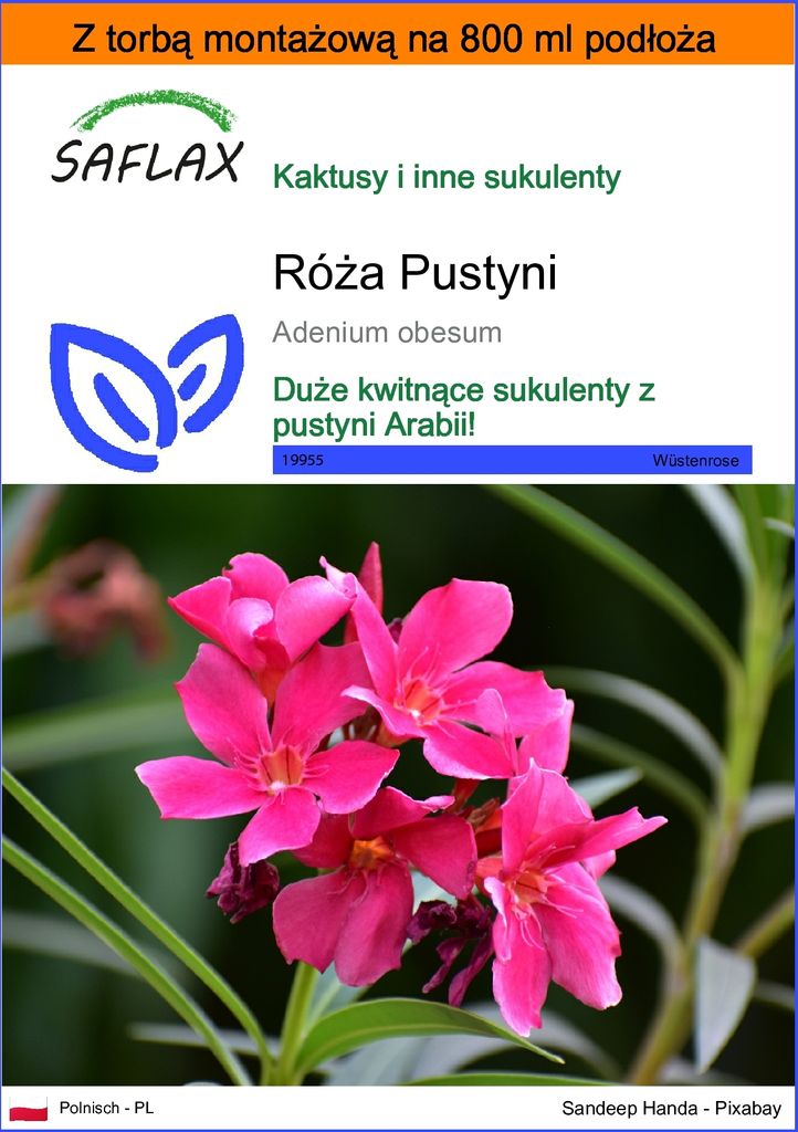 SAFLAX - Garden in the bag - Róża Pustyni - 8 Nasiona - Z Zdjęcie produktu 