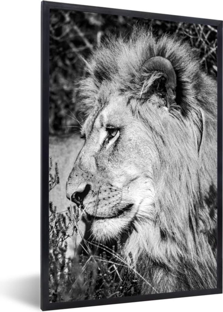 MuchoWow Gerahmtes Poster Löwe - Tiere - Wild 60x90 cm - Poster mit Schwarzem Bilderrahmen Wandposter Rahmen Foto Bilder - Kunst