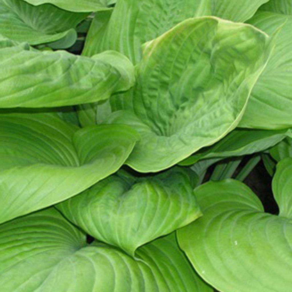 6 x Funkie - Hosta 'Sum And Substance' | Topf 9cm x 9cm