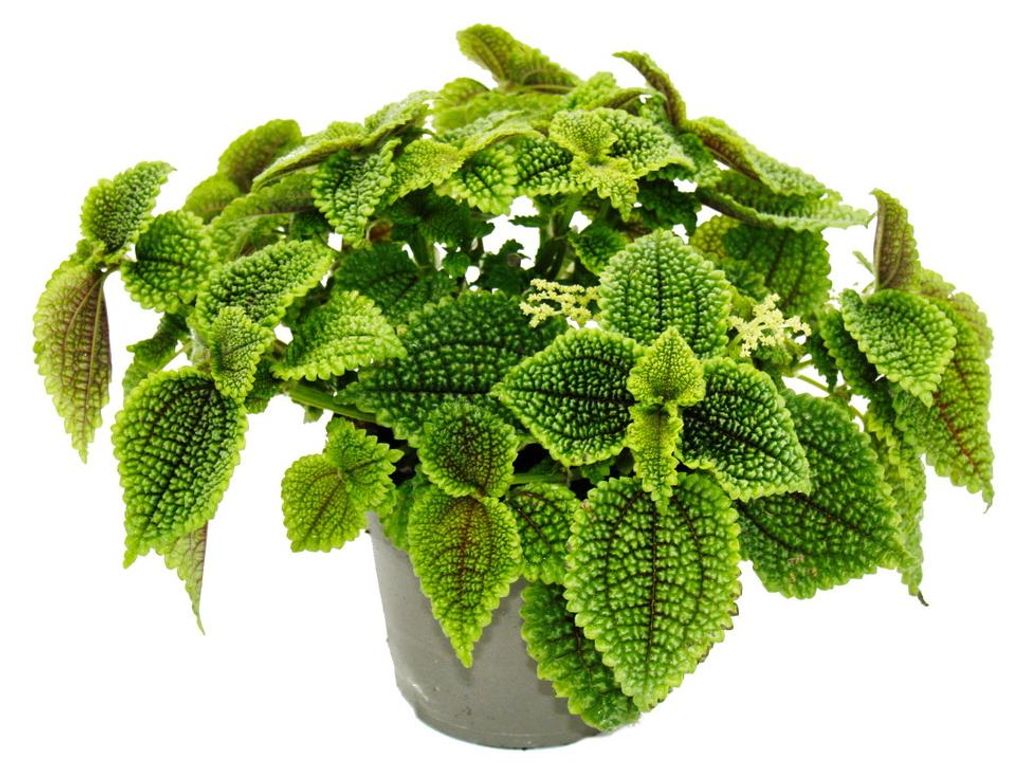 Rostlina „kanonýr“ – Pilea involucrata Moon Valley – Obrázek produktu 