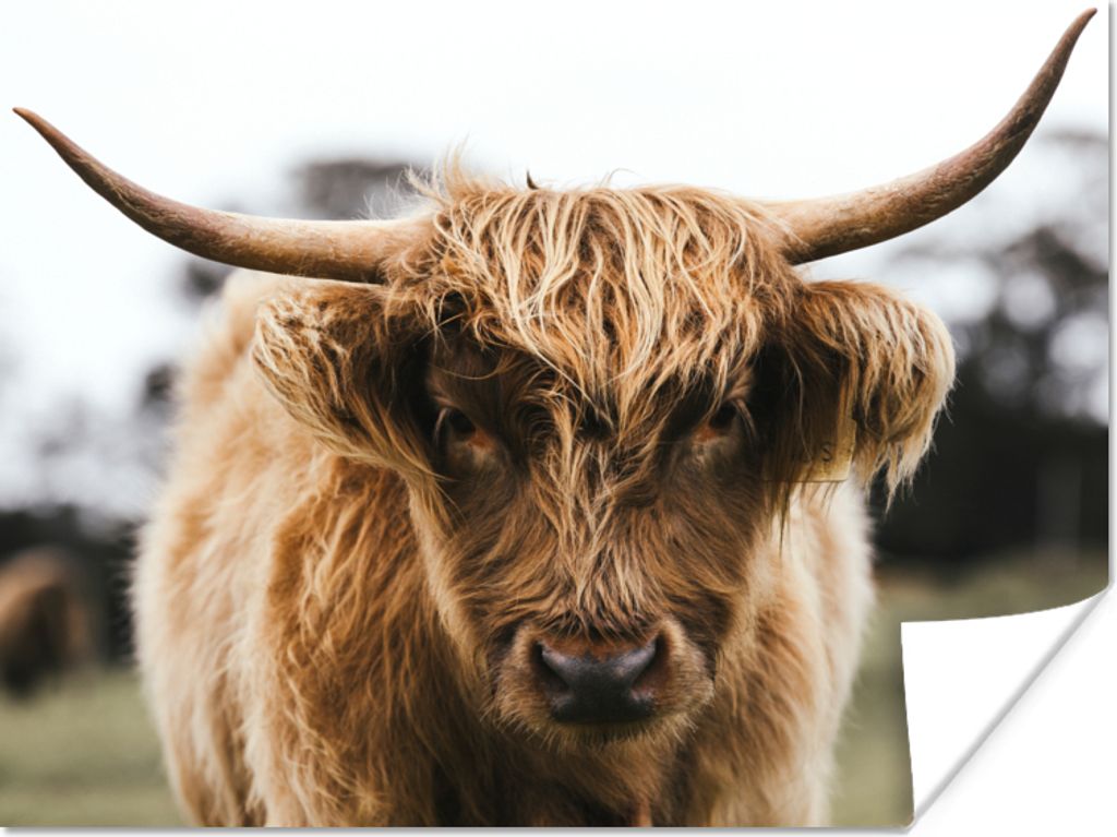 MuchoWow Poster Schottischer Highlander - Kuh - Gras - Tiere - Natur 40x30 cm - Plakate für die Wände - Poster Wohnzimmer
