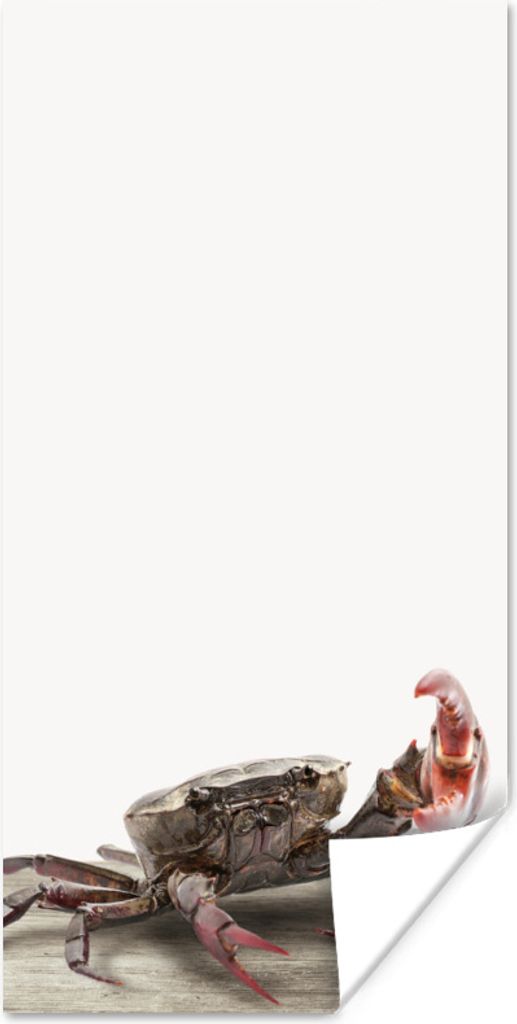 MuchoWow Poster Kinder - Krabbe - Meerestiere - Jungen - Mädchen - Kinder 75x150 cm - Dekoration für die Wände