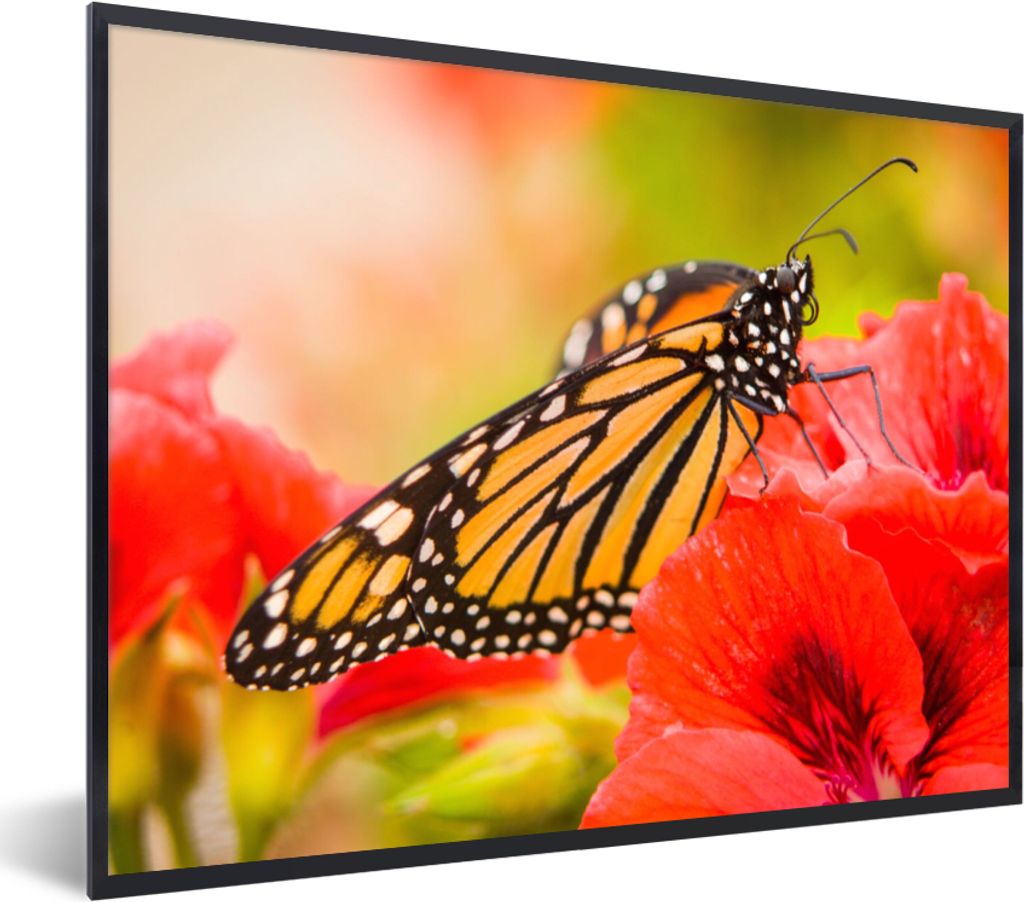 MuchoWow Gerahmtes Poster Blumen - Schmetterlinge - Monarch 40x30 cm - Poster mit Schwarzem Bilderrahmen Wandposter Rahmen Foto Bilder - Kunstpos...