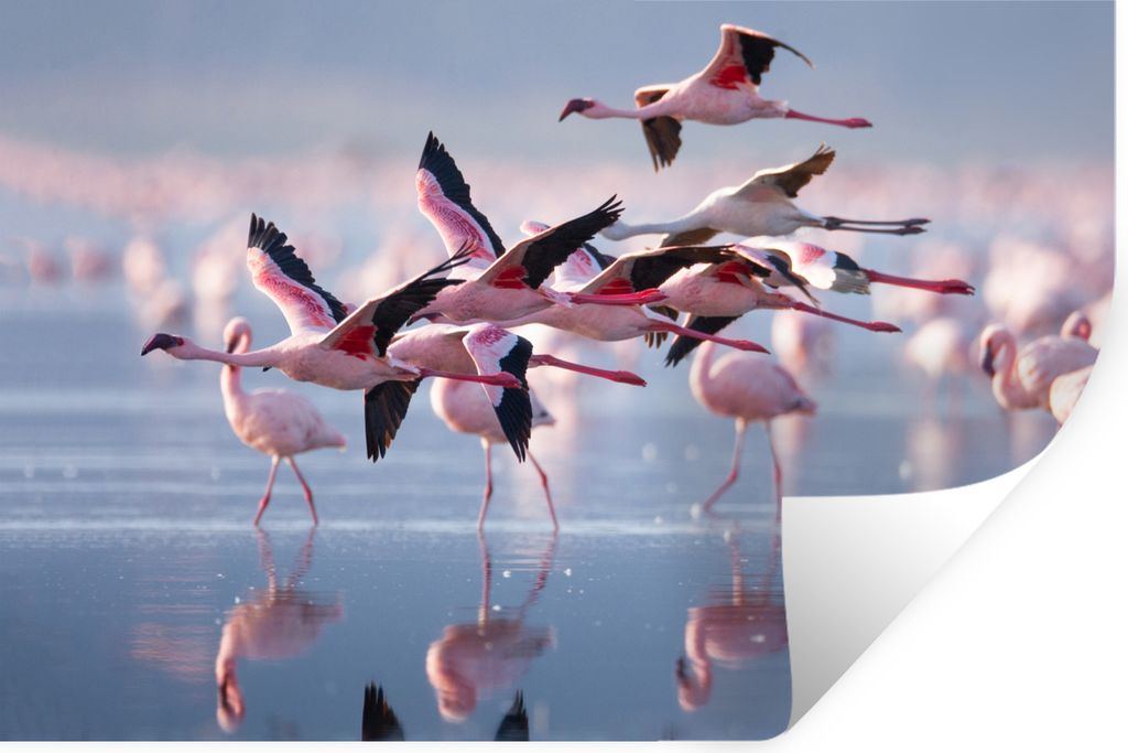 MuchoWow Wandtattoo Wandsticker Wandaufkleber Flamingo - Vogel - Wasser - Rosa 60x40 cm Selbstklebend und Repositionierbar - Wierderverwendbar - ...
