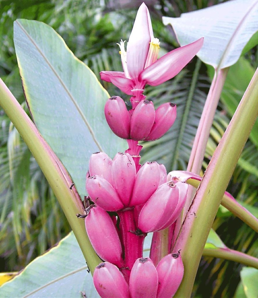 A close-up view of a pink banana plant with developing fruit and a flower.