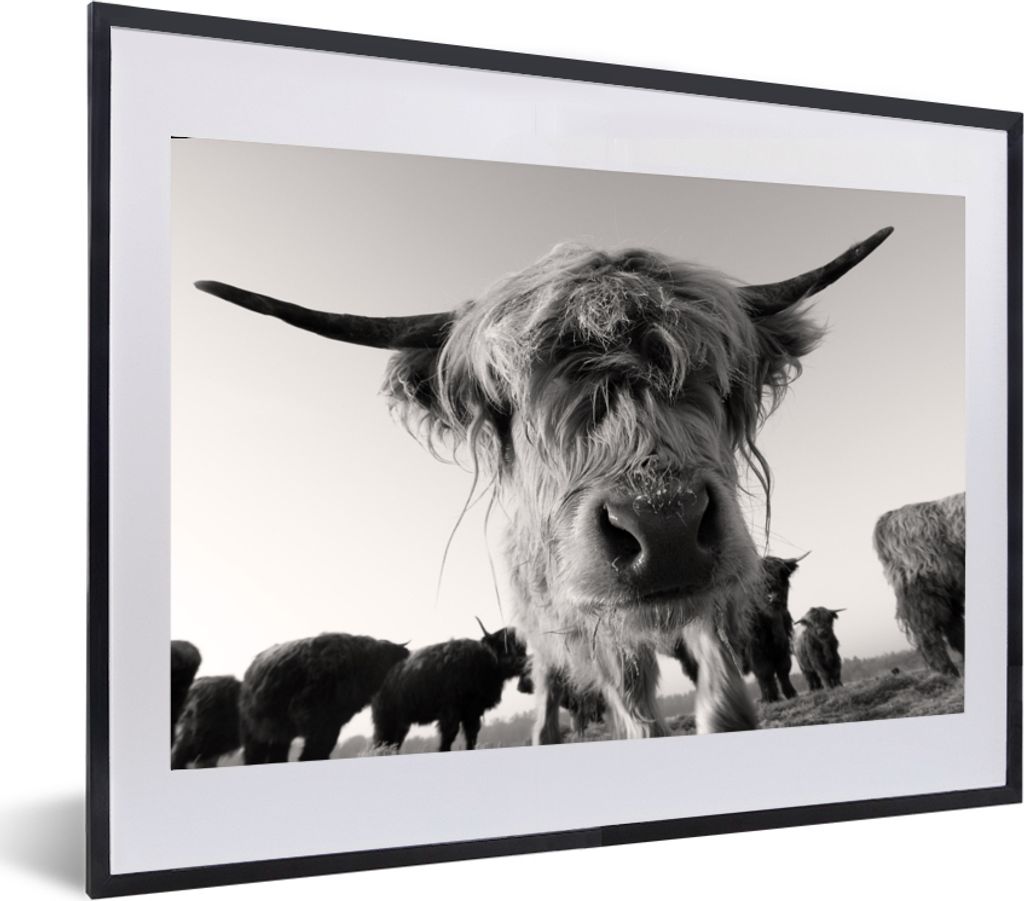 MuchoWow MuchoWow Gerahmtes Poster Schottisches Hochlandrind - Schwarz - Weiß - Tiere 60x40 cm - Poster mit zchwarzem Bilderrahmen - Schlafzim...