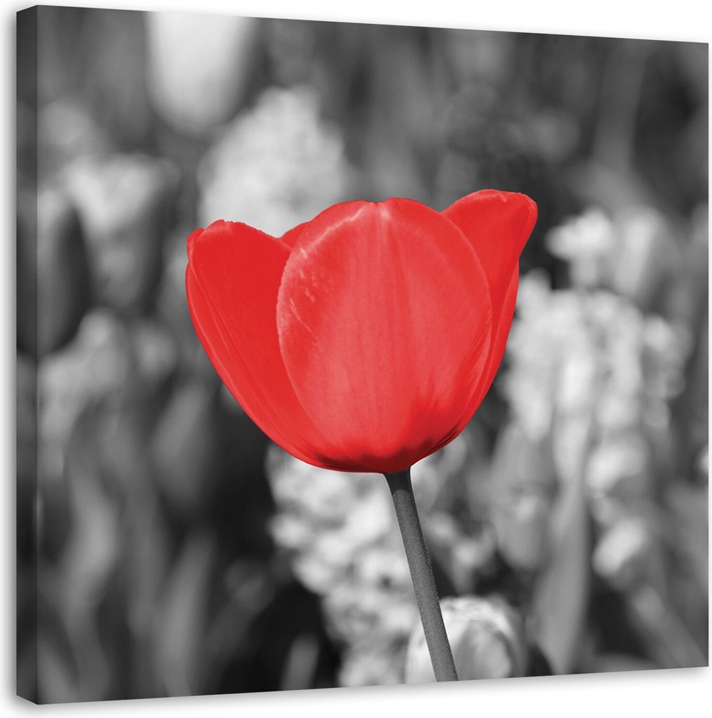 Leinwandbild rote tulpe auf einer wiese 60x60 cm Feeby rot wandbild bereit zum aufhängen