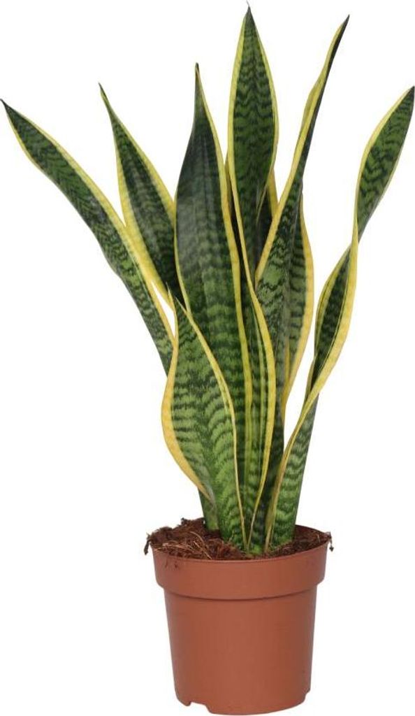 Bogenhanf - Sansevieria trifasciata Laurentii - Höhe 60-70cm - 17cm