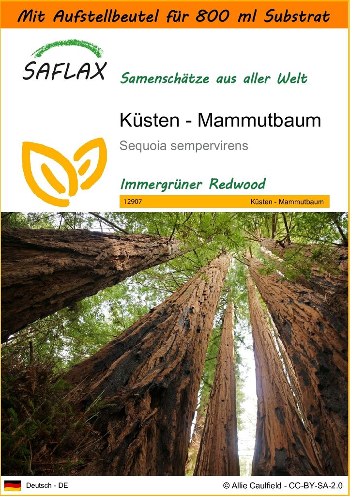 SAFLAX - Garden in the Bag - Küsten - Mammutbaum - 50 Samen - Mit Anzuchtsubstrat im praktischen, selbst aufstellenden Beutel - Sequoia sempervirens