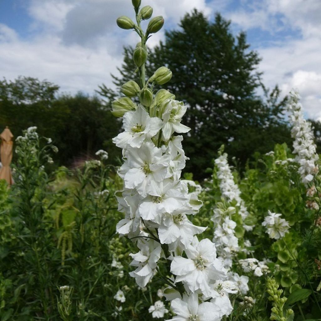 6 x Delphinium  - Delphinium « Casablanca »  | Pot 9 cm x 9 Image du produit 