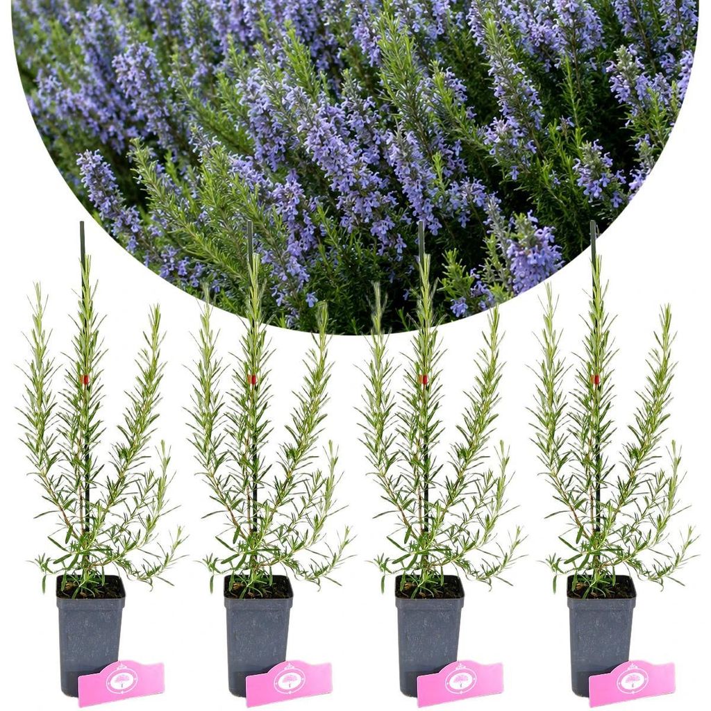 Lot de 4 plants de romarin (Rosmarinus officinalis) – Image du produit 