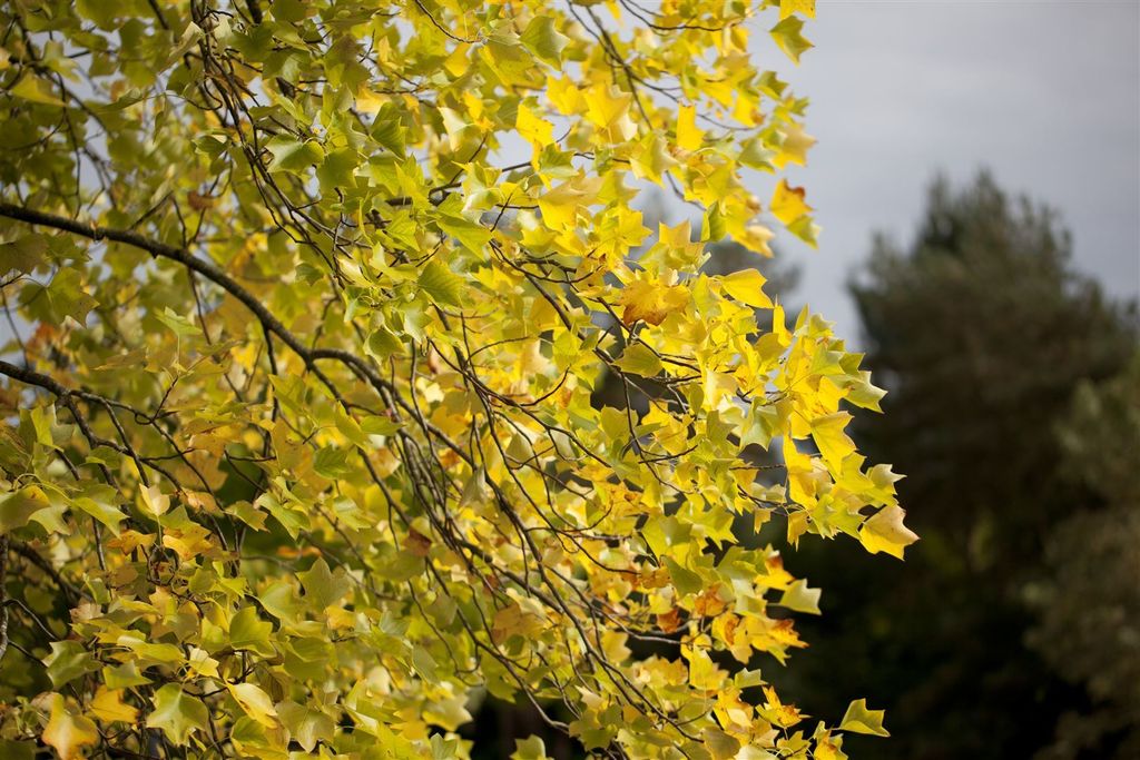 Liriodendron tulipifera, Tulpenbaum, 60–80 cm