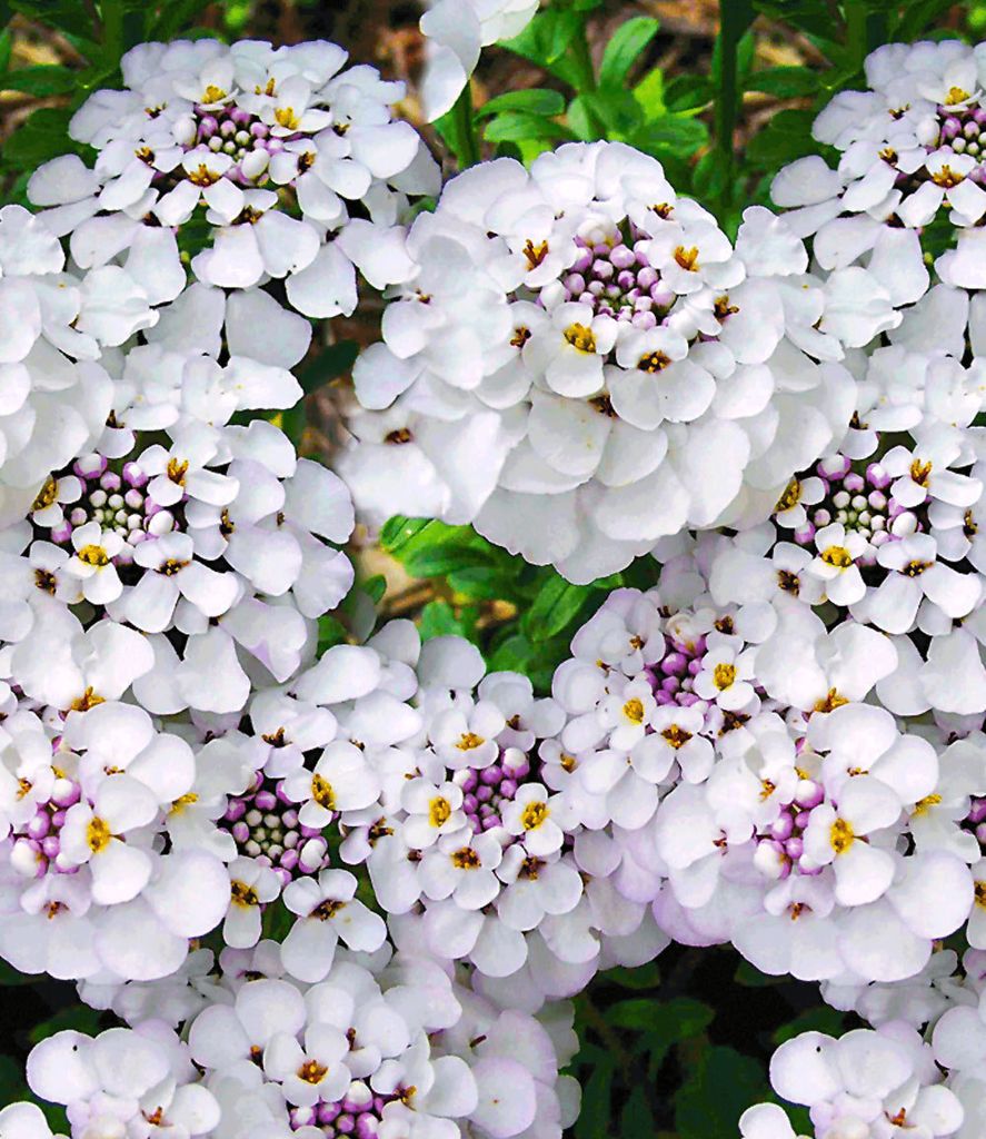 A close-up view of several clusters of white flowers with purple and yellow centers.