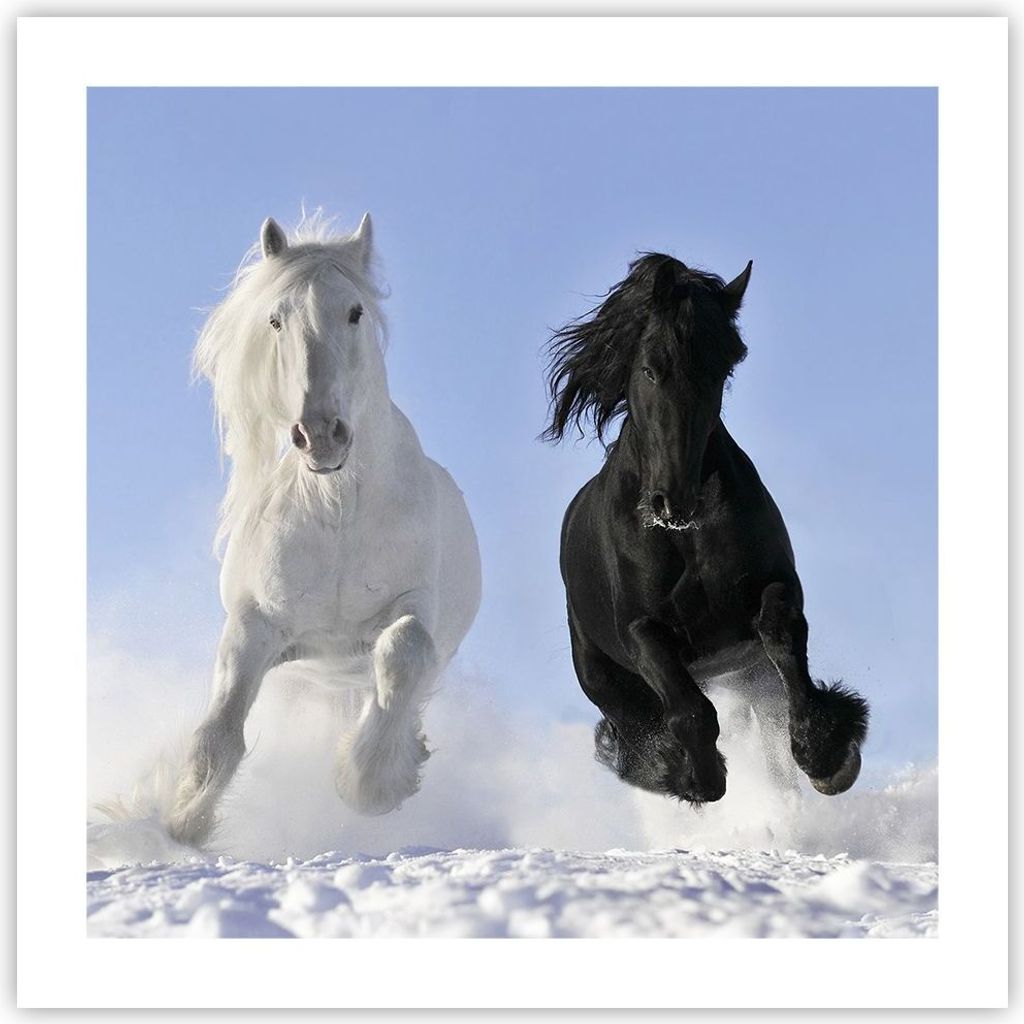 Poster - Poster ohne Rahmen - Tiere Schönheit Wettbewerb - 50x50 cm - Wand Bild - Wanddeko - Wandbilder - Kunstposter - Wandposter - Bilder - Kuns...