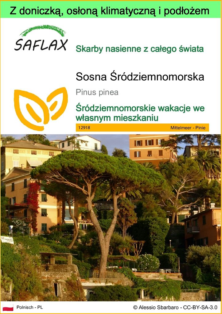 SAFLAX - Garden to go - Sosna Śródziemnomorska - 6 Nasiona Zdjęcie produktu 