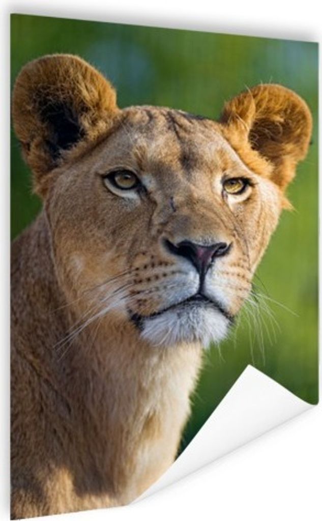 MuchoWow Poster Porträt - Löwe - Wild 120x180 cm - Kunstposter