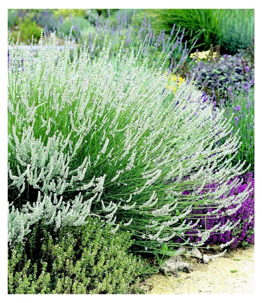 6er Lavendel-Mix 'Weiß & Blau', Pflanzen im 9x9 cm-Topf, blau-weißes Blütenmeer, duftende Blüten, pflegeleicht, trockenheitsresistent, winterha...