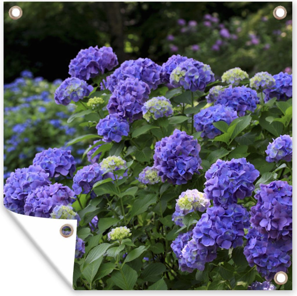 MuchoWow 100x100 cm Outdoor-Poster Gartendeko Sichtschutz Garten Poster für den Garten Lila Hortensien in einem japanischen Garten