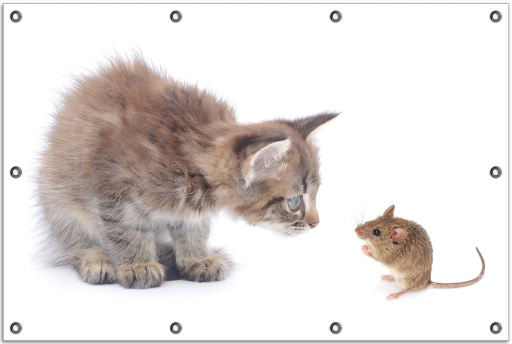 Wallario Outdoor-Poster für Garten oder Balkon, Motiv Katze und Maus beim Spielen - weißer Hintergrund, in ca. 80 x 120 cm