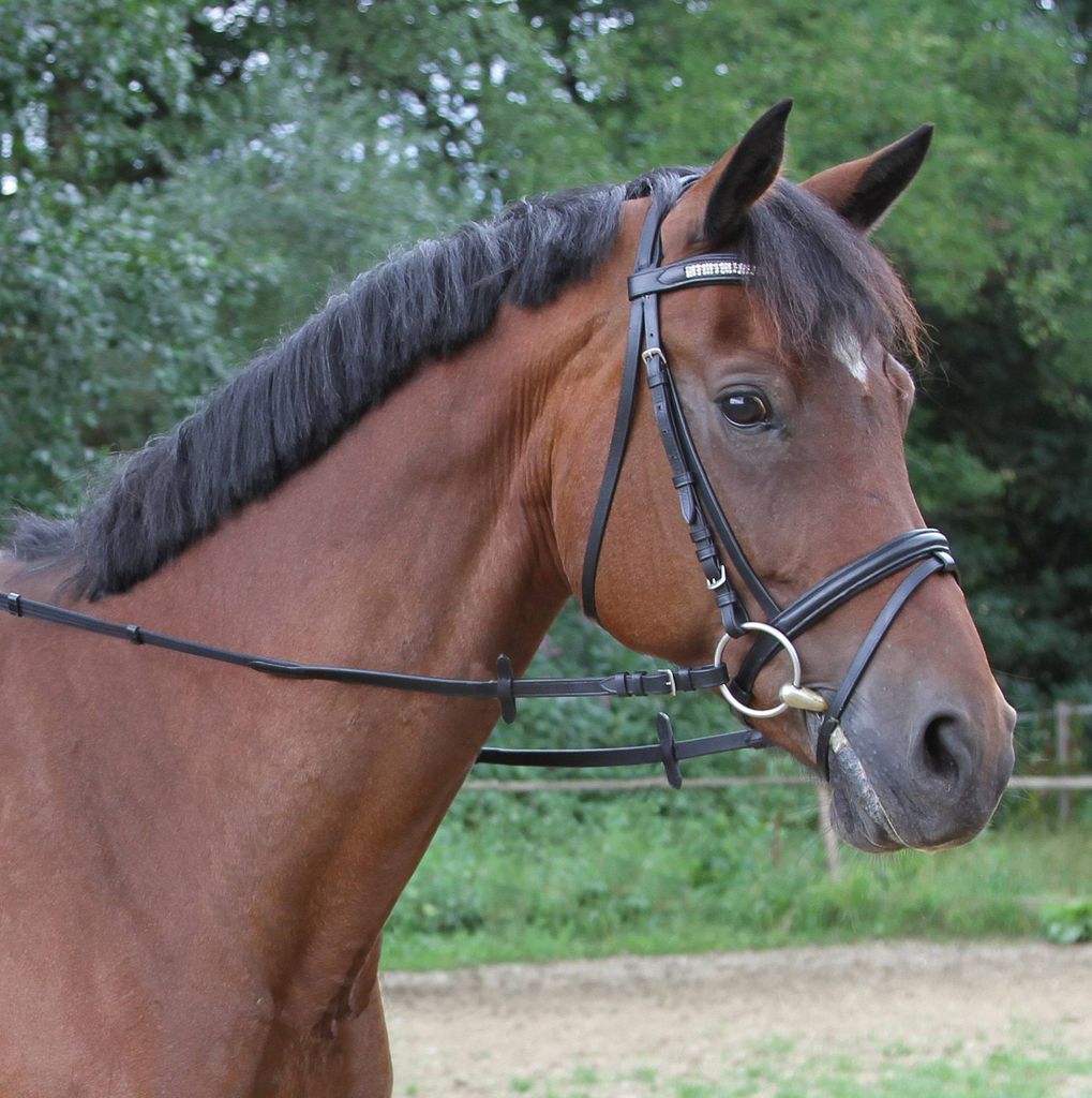 Kerbl Gurtzügel Größe Pony Produktbild 