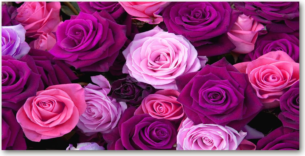 Tulup Glas-Bild -140x70- Wandkunst Dekorative Wand für Küche & Wohnzimmer - Blumen & Pflanzen - Rosen - Rosa