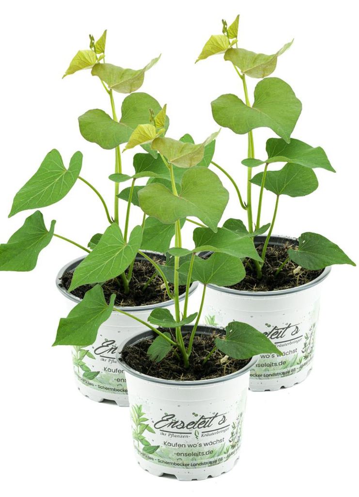 Enseleits 3er Set Süßkartoffel Pflanze Ipomea batata, Produktbild 