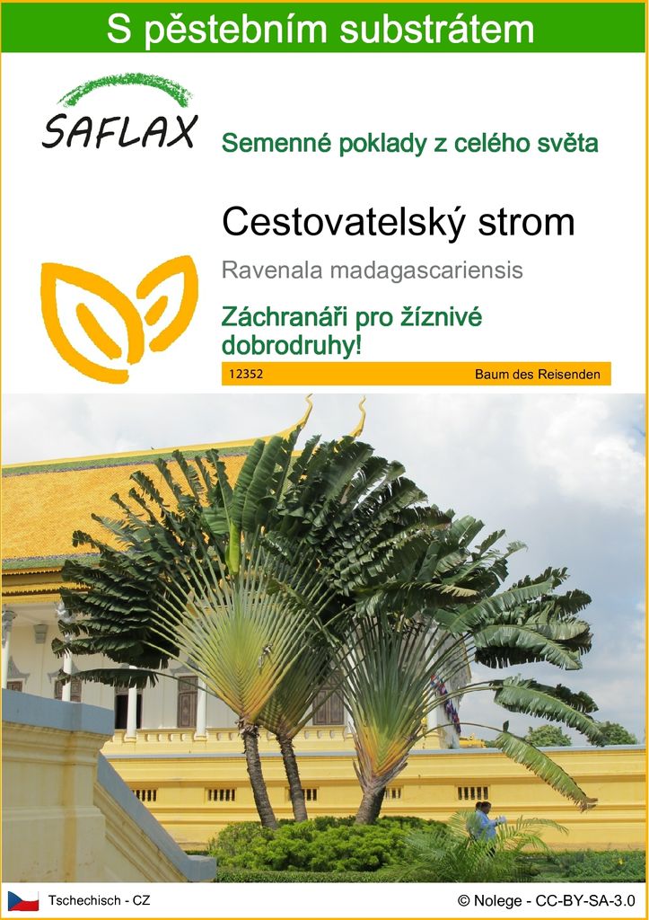 SAFLAX - Cestovatelský strom - Ravenala madagascariensis - Obrázek produktu 