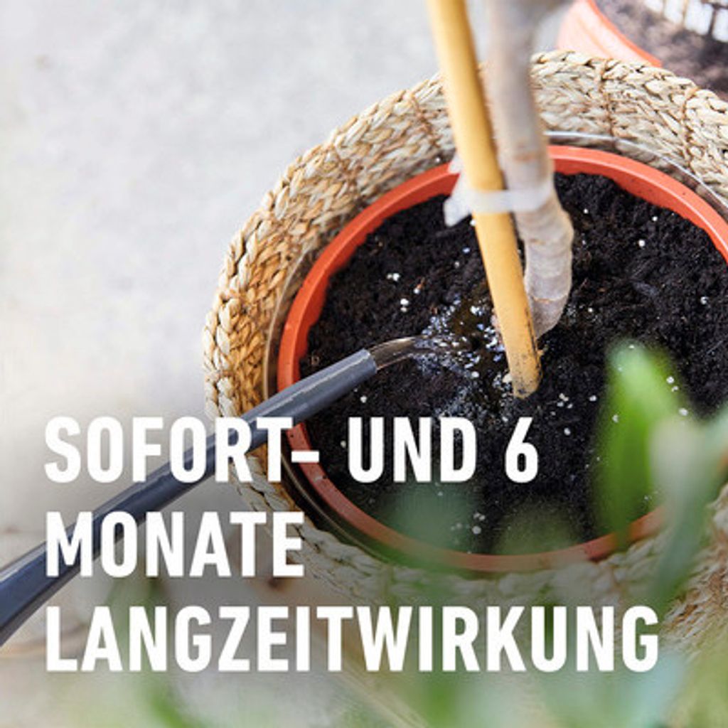 COMPO Mediterrane Pflanzen LangzeitDünger Kaufland.de