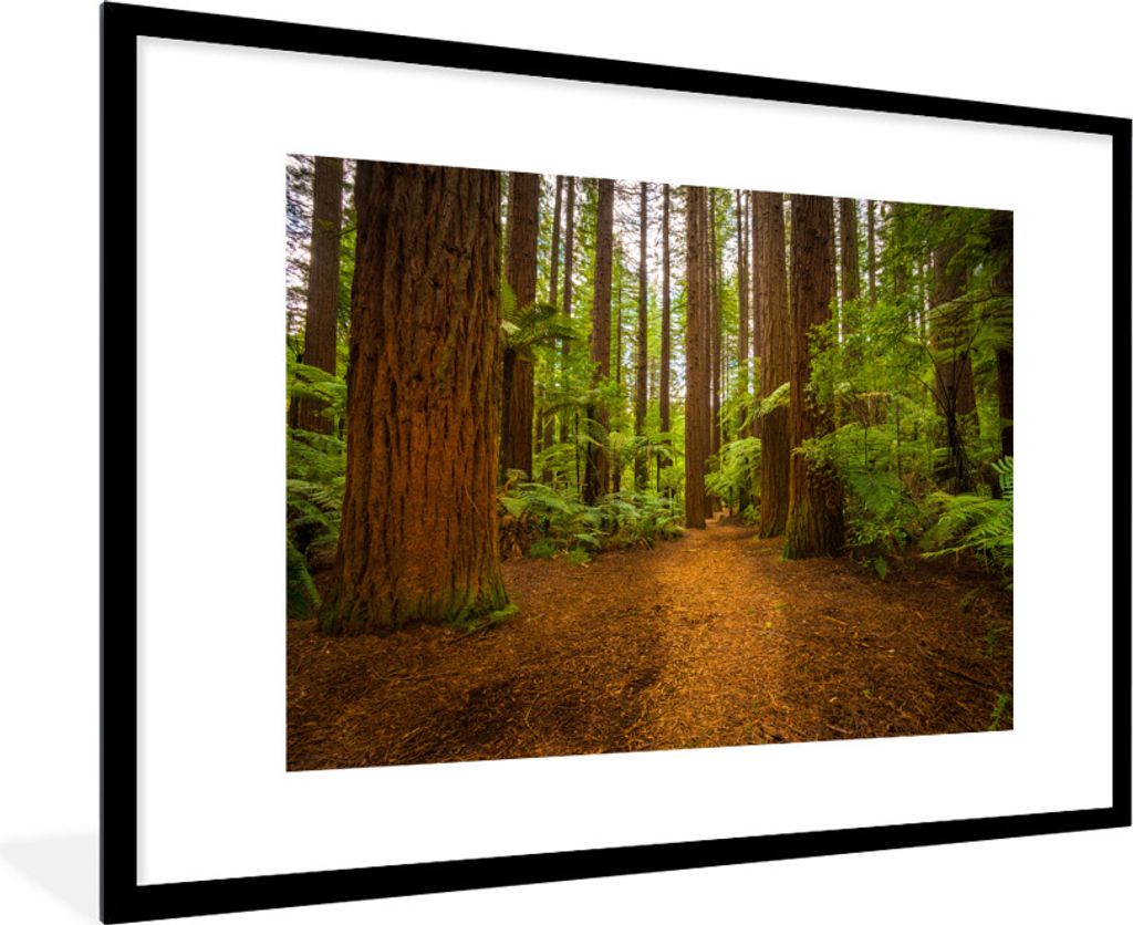 MuchoWow Gerahmtes Poster Bild eines Waldes mit Redwood-Bäumen 90x60 cm - Poster mit Schwarzem Bilderrahmen Wandposter Rahmen Foto Bilder - Wand...