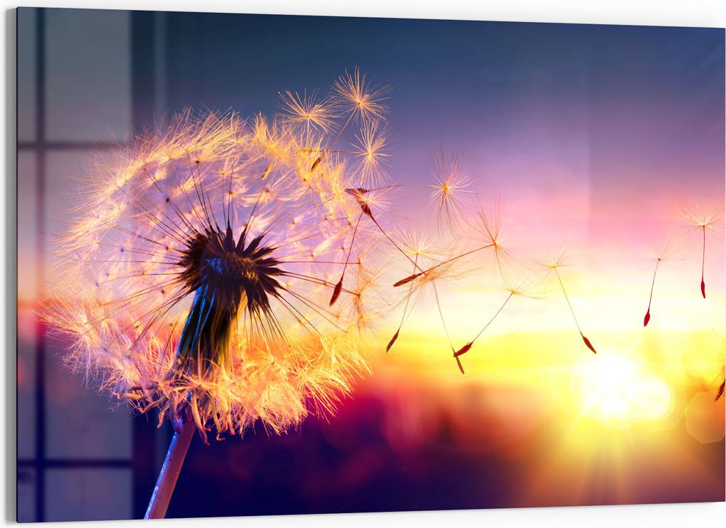 DEQORI Glasbild Echtglas 90x60 cm 'Pusteblume im Abendlicht' Wandbild Bild modern Deko