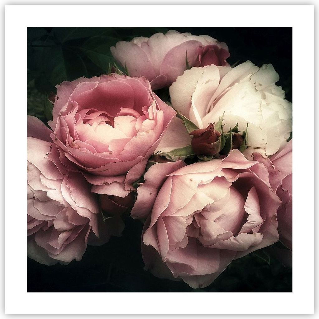 Poster - Poster ohne Rahmen - Pfingstrose Blume - 50x50 cm - Wand Bild - Wanddeko - Wandbilder - Kunstposter - Wandposter - Bilder - Kunstdruck - W...