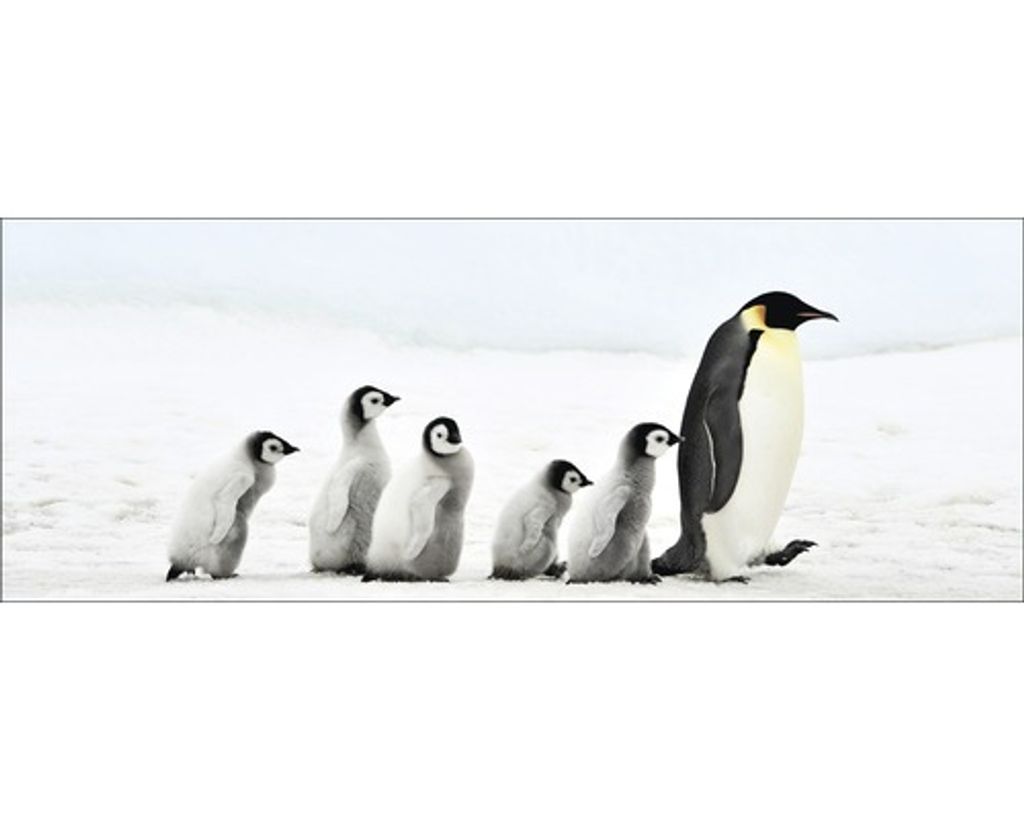 Glasbild Penguin Family 125x50 cm