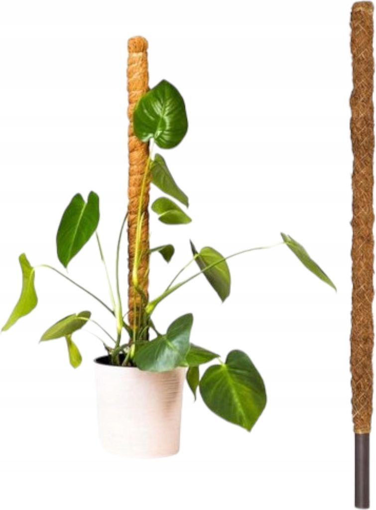 Kokos-Pflanzenstütze 60 cm - Stabil - Dekorativ - Ideal für Monstera und Kletterpflanzen