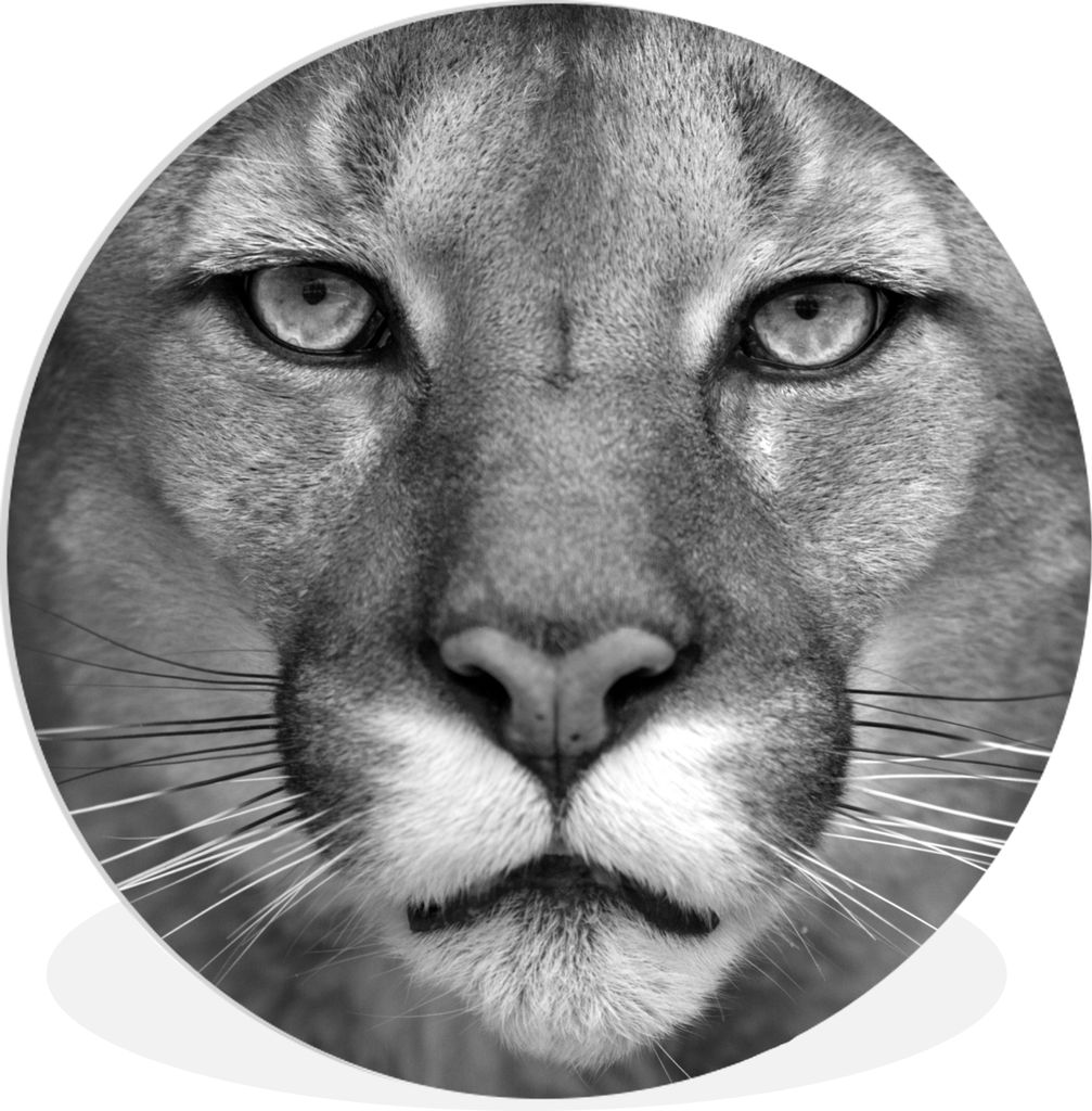 MuchoWow Rundes Wandbild - Runde Bilder Panther - Wildlife - Schwarz - Weiß Ø 60 cm Kreis Wanddekoration Kunststoff - Wandkreis - Wandschmuck -...