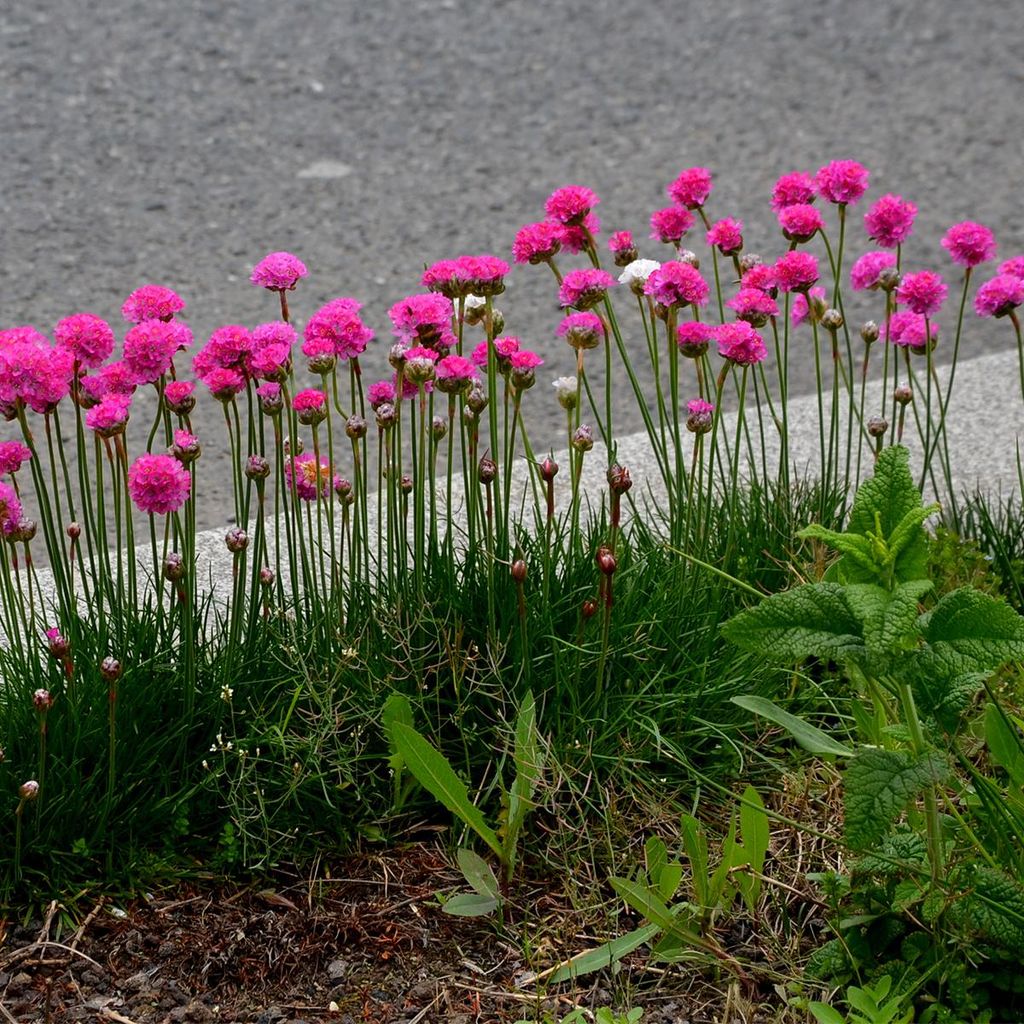 Bloomique - Zestaw 3 sztuk - Armeria Maritima Abbey Deep Zdjęcie produktu 